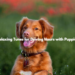 Awesome Moods for The Sleepy Dogs