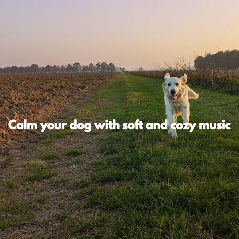 Calm your dog with soft and cozy music