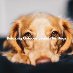 Alluring Moods for Family Puppy
