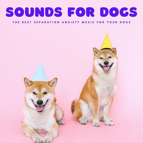 Sounds For Dogs: The Best Separation Anxiety Music For Your Dogs
