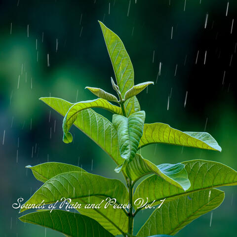 Rain Like Dream Vol. 1