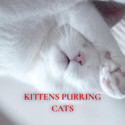 Kittens purring cats 24