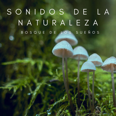 Sonidos De La Naturaleza: Bosque De Los Sueños