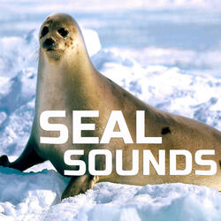 National Geographic Seal Sounds