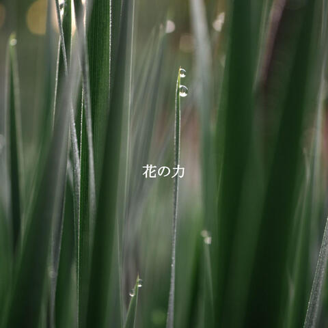 花の力