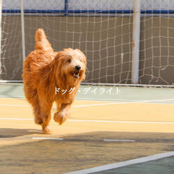 Cultivated Music for A Peaceful Gaze