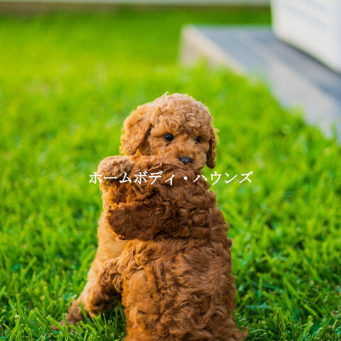 ホームボディ・ハウンズ