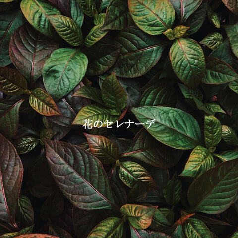 花のセレナーデ