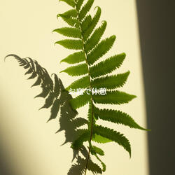 Happy Moods for Hazy Days