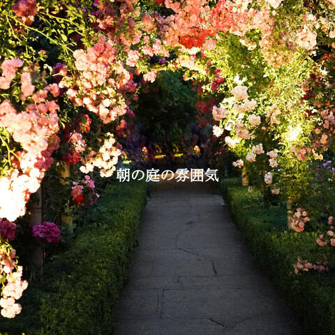 朝の庭の雰囲気