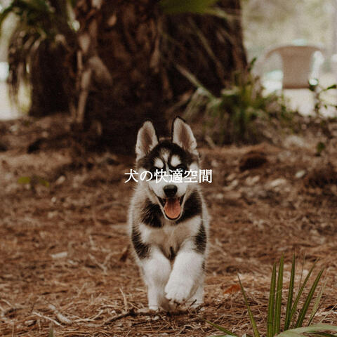 犬の快適空間