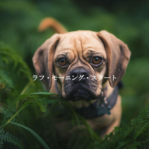 ラフ・モーニング・スタート