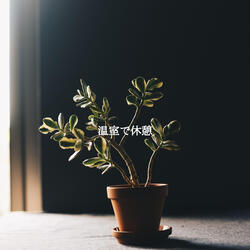 Relaxing Ambience for Relaxed Brunch