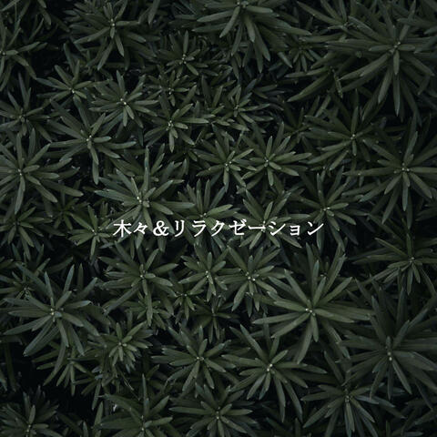 木々＆リラクゼーション
