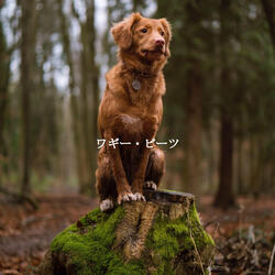 Background for Deep Presence