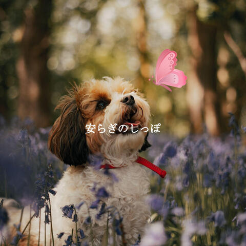 安らぎのしっぽ