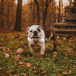 Vibrant Backdrops for A Haven of Peace