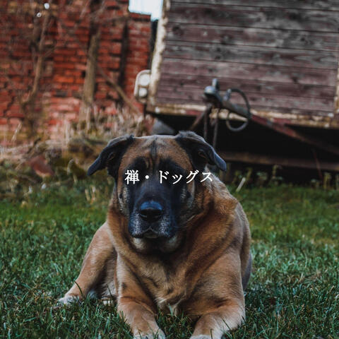 禅・ドッグス