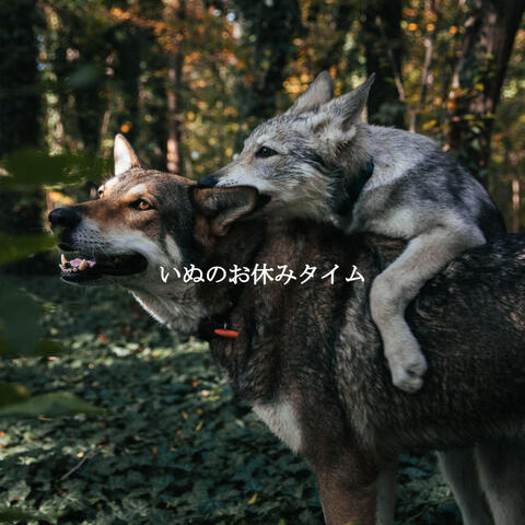 いぬのお休みタイム