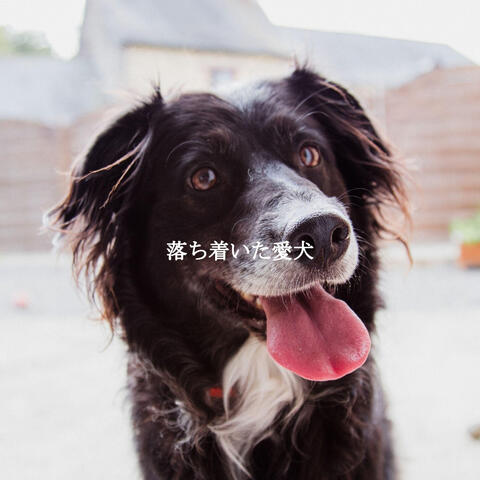 落ち着いた愛犬