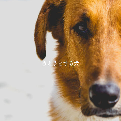 うとうとする犬