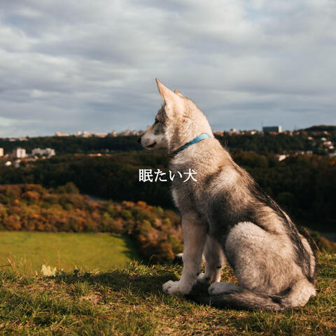 眠たい犬