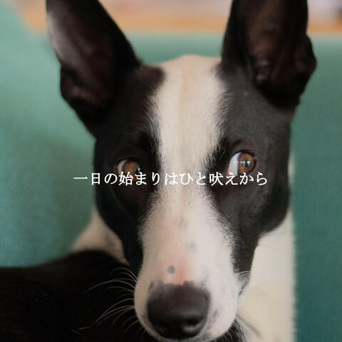 一日の始まりはひと吠えから