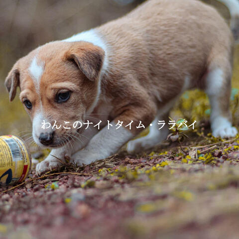 わんこのナイトタイム・ララバイ