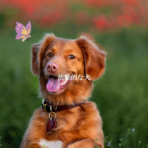 活動的な犬