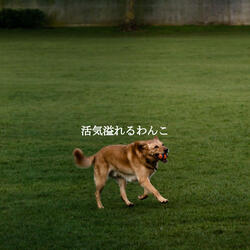 Distinguished Sunday Lounger