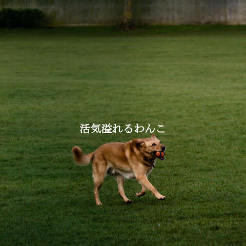 活気溢れるわんこ
