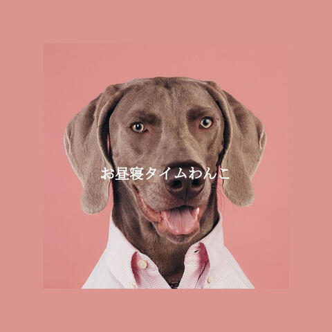 お昼寝タイムわんこ