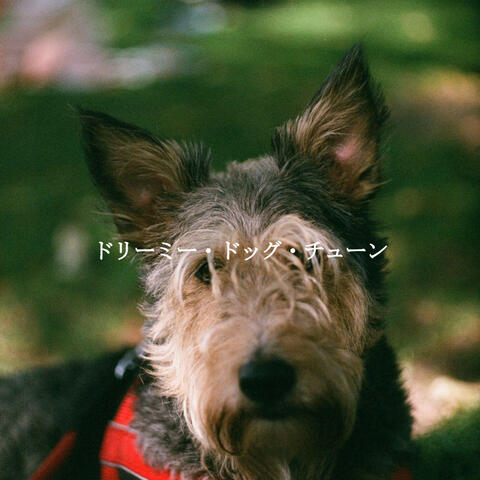 ドリーミー・ドッグ・チューン