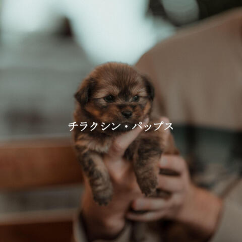チラクシン・パップス