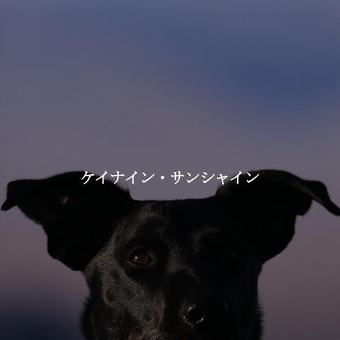 ケイナイン・サンシャイン
