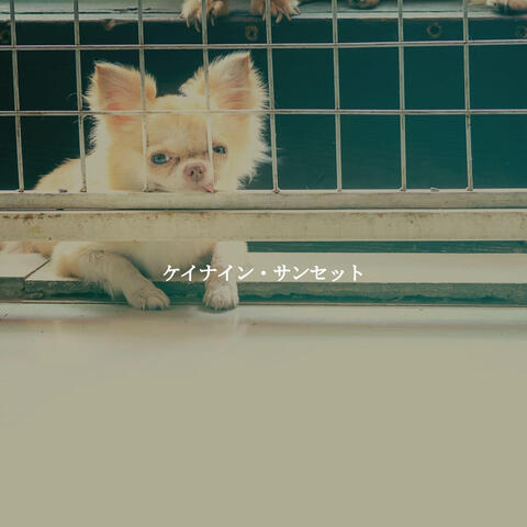 ケイナイン・サンセット