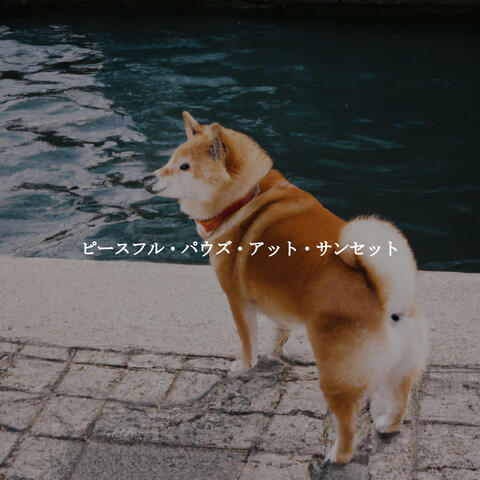 ピースフル・パウズ・アット・サンセット