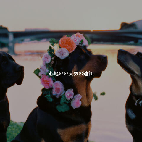 心地いい天気の連れ