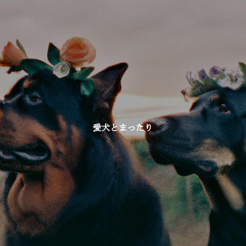 愛犬とまったり
