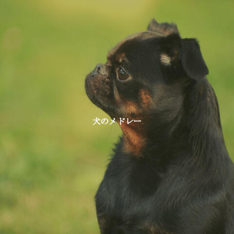 犬のメドレー