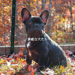 Background for Quiet Dinners