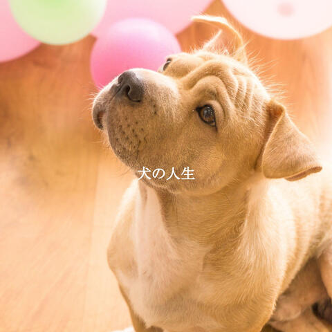 犬の人生