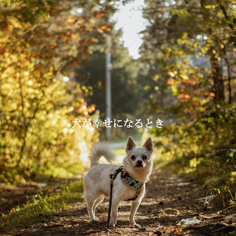 犬が幸せになるとき