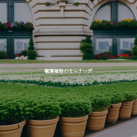 観葉植物のセレナーデ
