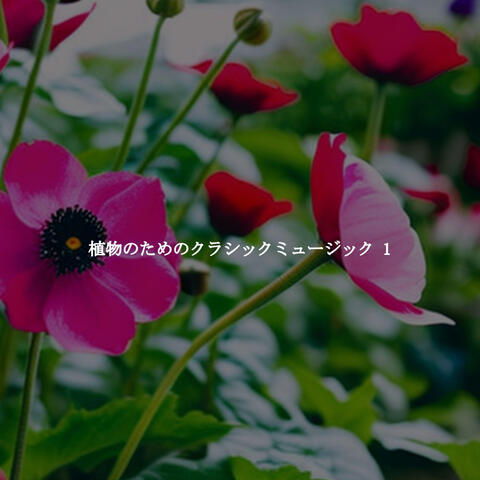 植物のためのクラシックミュージック 1