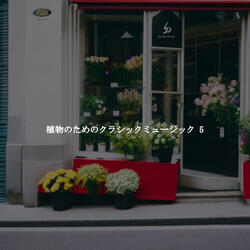 Magical Backdrops for Golden Wishes