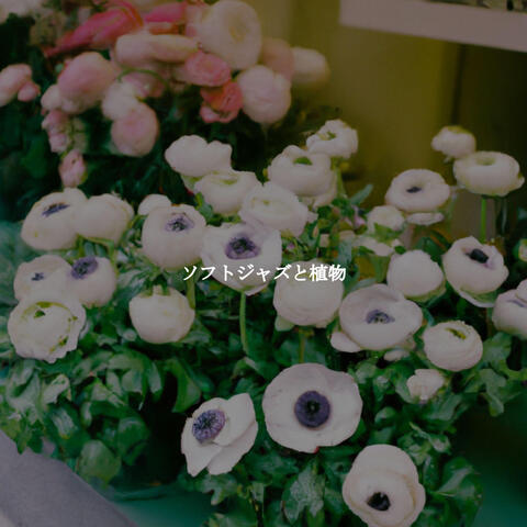 ソフトジャズと植物