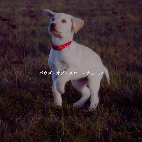 パウズ・オブ・スロー・チューン