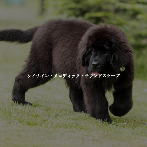 ケイナイン・メロディック・サウンドスケープ