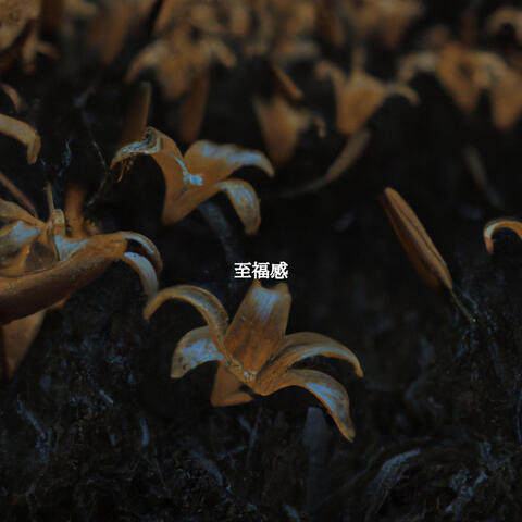 至福感